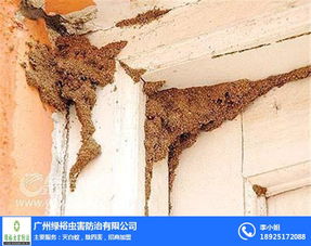 番禺區滅白蟻公司 綠裕蟲害防治 酒店滅白蟻公司