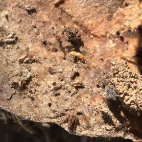 景德鎮白蟻防治機構,白蟻防治所,除白蟻公司