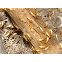 中山滅白蟻#中山白蟻防治