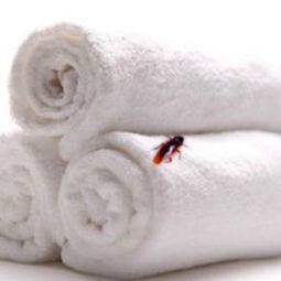 廈門滅蟑螂 專業誠信 安全有效 智博公司電話0592 5235136