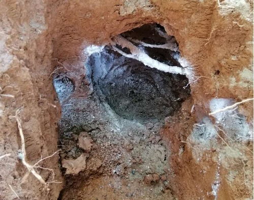 松滋家庭白蟻防治工程,樓房白蟻治理收費情況