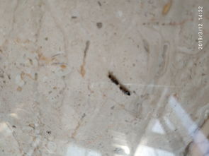 南昌潔鵬白蟻防治研究所,白蟻防治中心