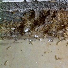 【廬山市防治白蟻公司新房白蟻防治】- 