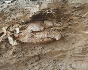 白蟻防治掘地三尺 生擒25歲巨大蟻后