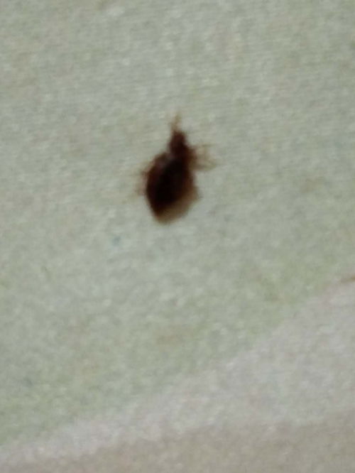 湘橋滅鼠找他美不勝收