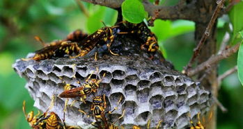 廈門居無憂害蟲防治專業(yè)殺滅馬蜂隊,白蟻防治,四害消殺,殺