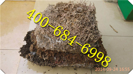 觀蘭滅白蟻公司,觀蘭白蟻防治(白蟻防治最優推薦)