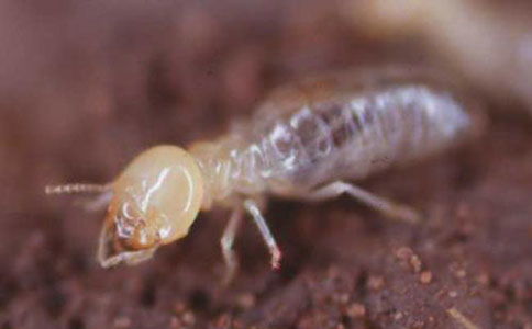 小區白蟻防治方案