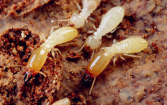 佛山白蟻防治 禪城白蟻防治 南海白蟻防治 順德白蟻防治 三水白蟻防治 高明白蟻防治 石灣白蟻防治 南莊白蟻防治 張槎白蟻防治 桂城白蟻防治