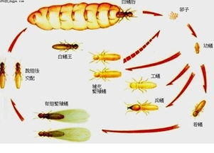 供應佛山南海官窯白蟻防治公司佛山南海官窯殺滅白蟻公司佛山南海官窯防治白蟻