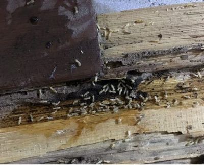 合肥市民發現白蟻請及時聯系防治所