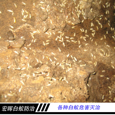 廣州市宏暉白蟻防治各種白蟻危害滅治 藥物處理白蟻防治 害蟲誘殺_一呼百應網
