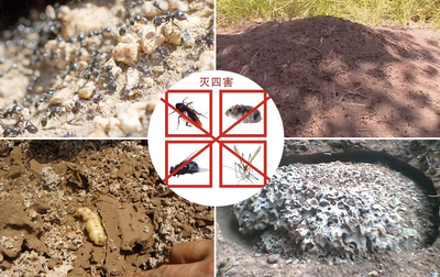 東莞市科力白蟻防治_東莞防治白蟻_東莞滅蟑螂_東莞除四害