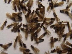 專業海南白蟻防治公司在海南--?？诎紫伔乐?三亞田獨喜旺科技白蟻防治站提供專業海南白蟻防治公司在海南--海口白蟻防治的相關介紹、產品、服務、圖片、價格?？诎紫伔乐巍⑷齺啺紫伔乐?、?？诎紫伔乐喂?、三亞田獨喜旺科技白蟻防治站、海南白蟻防治