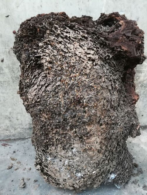 萬(wàn)寧白蟻防治小區(qū)除四害價(jià)格