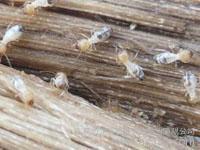 供應(yīng)萬(wàn)江白蟻防治公司,望牛墩白蟻防治,道滘白蟻防治方法