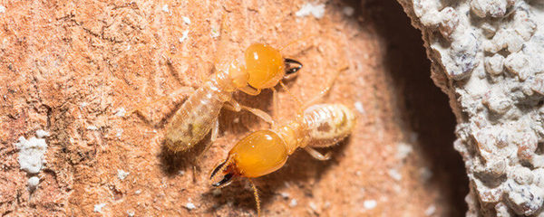 白螞蟻怎么消滅用什么藥