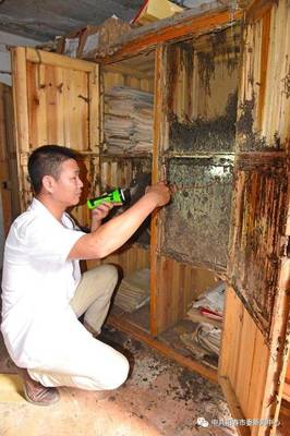 陽(yáng)春市滅蟻高手談白蟻防治技術(shù)