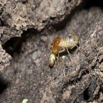 景德鎮(zhèn)白蟻防治中心電話,上門(mén)滅白蟻價(jià)格,景德鎮(zhèn)潔鵬白蟻防治公司