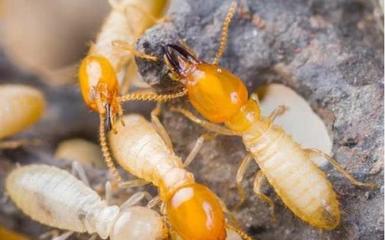 高埗鎮(zhèn)白蟻防治-中堂鎮(zhèn)滅白蟻-東莞市科力白蟻防治