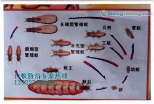 供應廣州廣州白蟻防治|廣州白蟻防治所|廣州白蟻防治中心|廣州白蟻防治公司公司_紡織皮革_世界工廠網中國產品信息庫