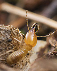 惠州白蟻防治所電話