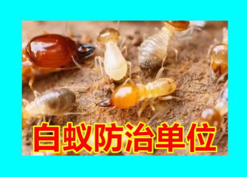 柯橋統一白蟻防治站 專業白蟻防治所,