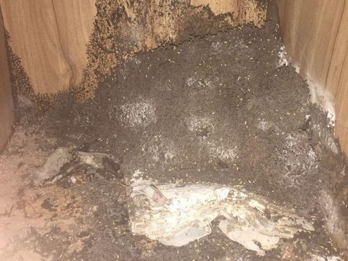 江埔白蟻防治公司 白蟻有危害嗎