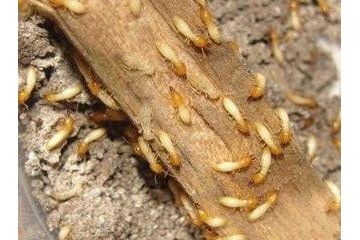 建寧殺白蟻公司之怎樣殺白蟻才能殺干凈