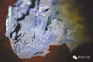 白蟻預(yù)警 若家中白蟻危害 白蟻所上門消滅