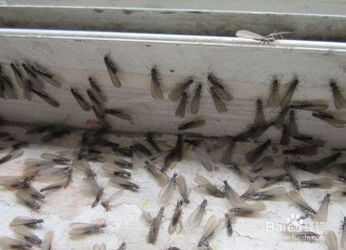 發(fā)現(xiàn)白蟻分飛孔怎么辦