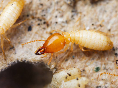 杭州白蟻防治費(fèi)收費(fèi)標(biāo)準(zhǔn)