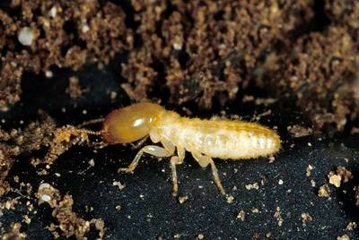 九江白蟻防治公司