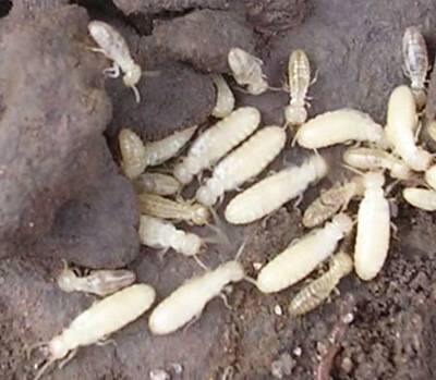 “無牙老虎”--白蟻 防治四大誤區(qū)