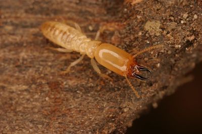 修水縣新建房屋白蟻預(yù)防