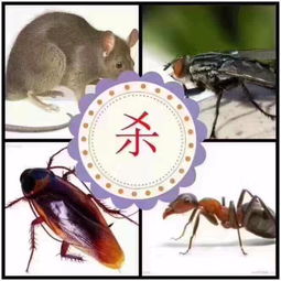 深圳市白蟻防治殺白蟻