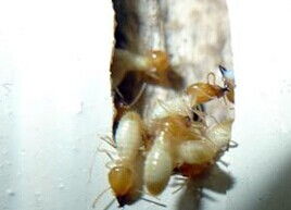 佛山南海羅村專業(yè)滅白蟻公司,佛山南海羅村專業(yè)殺白蟻公司