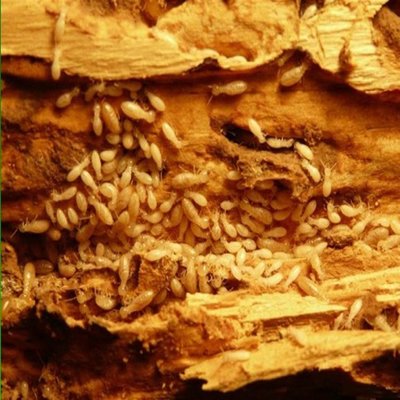 萬安專業白蟻防治 防治白蟻費用 裝修白蟻預防服務