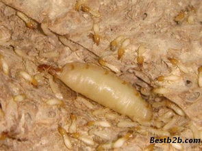 東莞大嶺山滅白蟻,松山湖白蟻防治中心,橋頭防治白蟻所