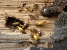 武漢江夏消殺公司 消毒殺蟲 滅白蟻