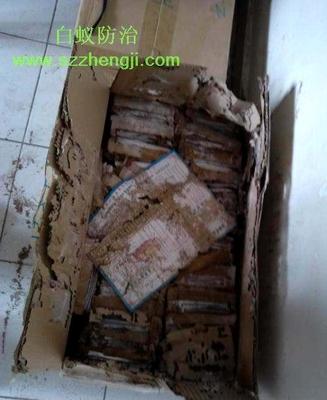 專業(yè)提供家居房屋的白蟻滅治法 工廠白蟻消殺
