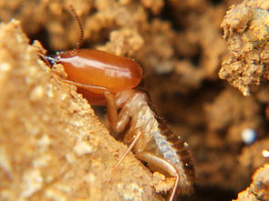 白蟻的真實(shí)面目