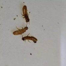 【黎川除白蟻公司新房白蟻防治】- 