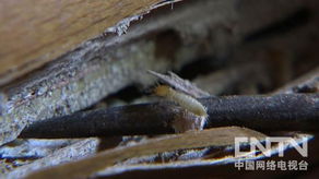 靠白蟻賺錢的人 8月27日21 17