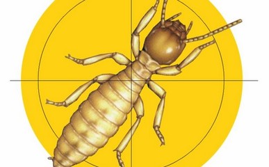 白蟻危害傳播途徑主要有哪三大方面-行業