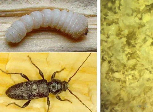 科學家將白蟻廢物利用到3d打印材料的循環經濟中