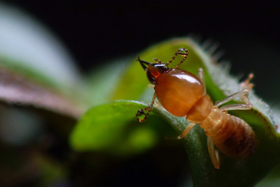 白蟻 - 微距, 昆蟲 - hwz啊也 - 圖蟲攝影網