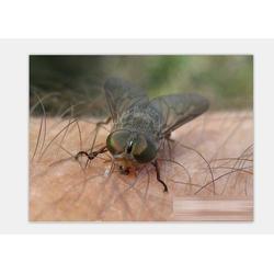 龍南縣滅白蟻,保格利上門滅白蟻,工廠滅殺白蟻公司