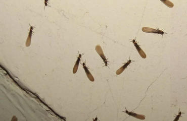 【地寶網】白蟻防治所