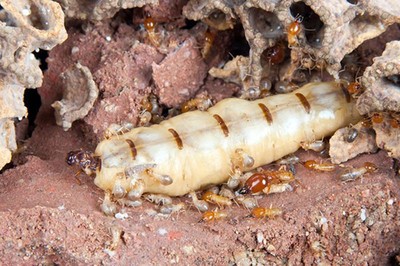 江西白蟻防治中心,白蟻防治所